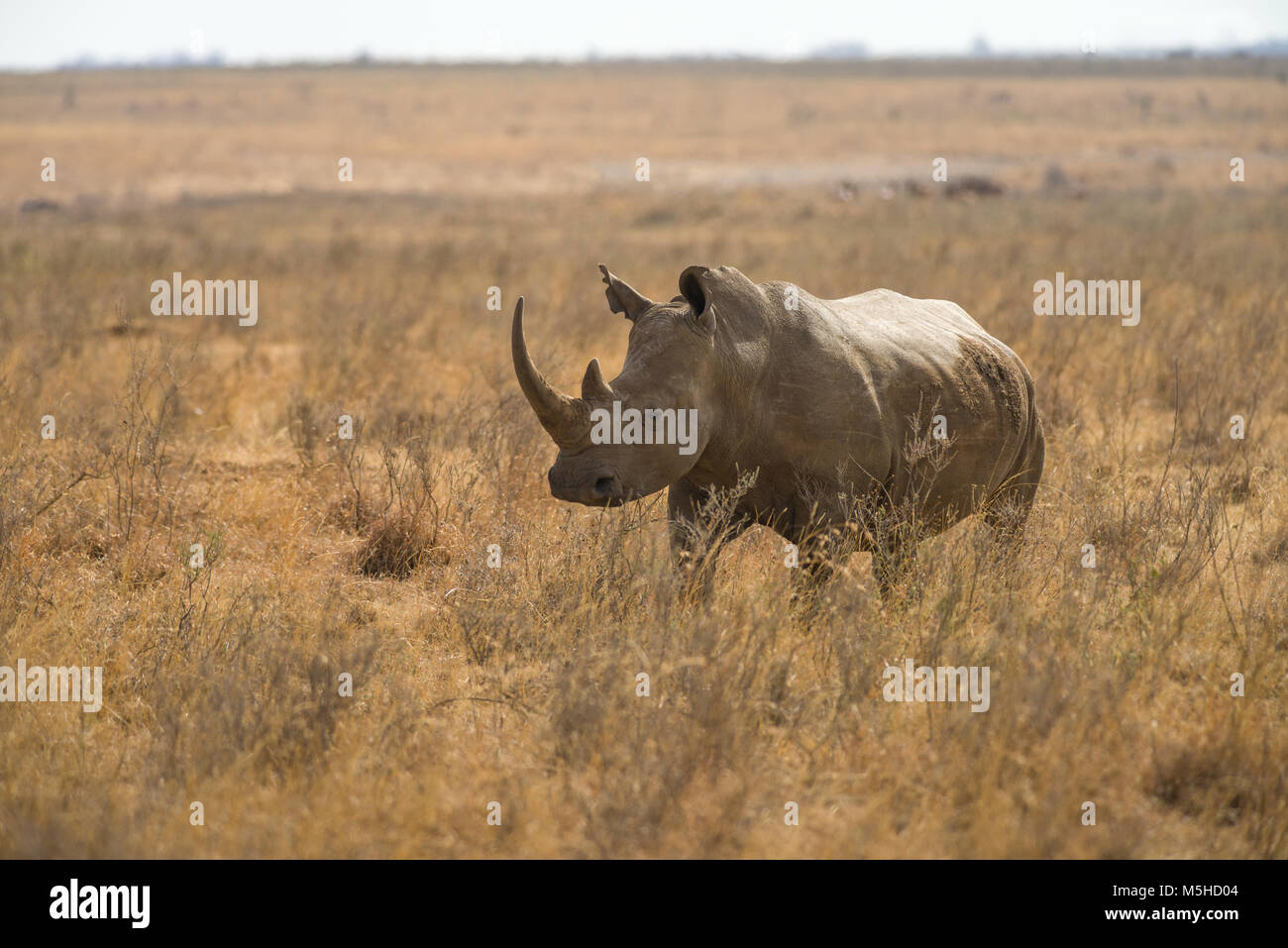 Un rhinocéros blanc ou square-lipped rhinoceros (Ceratotherium simum) dans les hautes herbes sèches, le Parc National de Nairobi, Kenya Banque D'Images