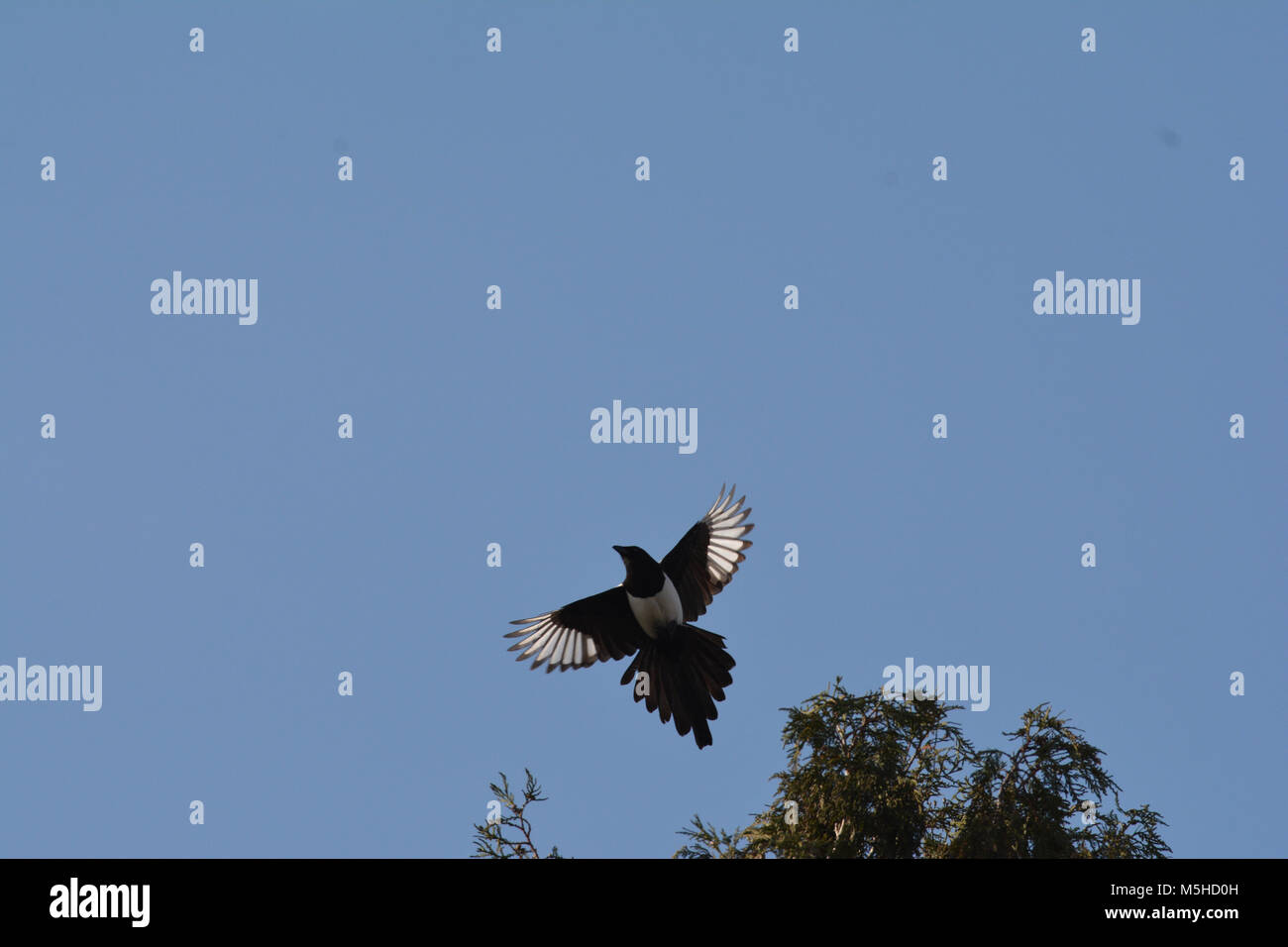 Nom De Famille Oiseau Corbeaux Photos Nom De Famille