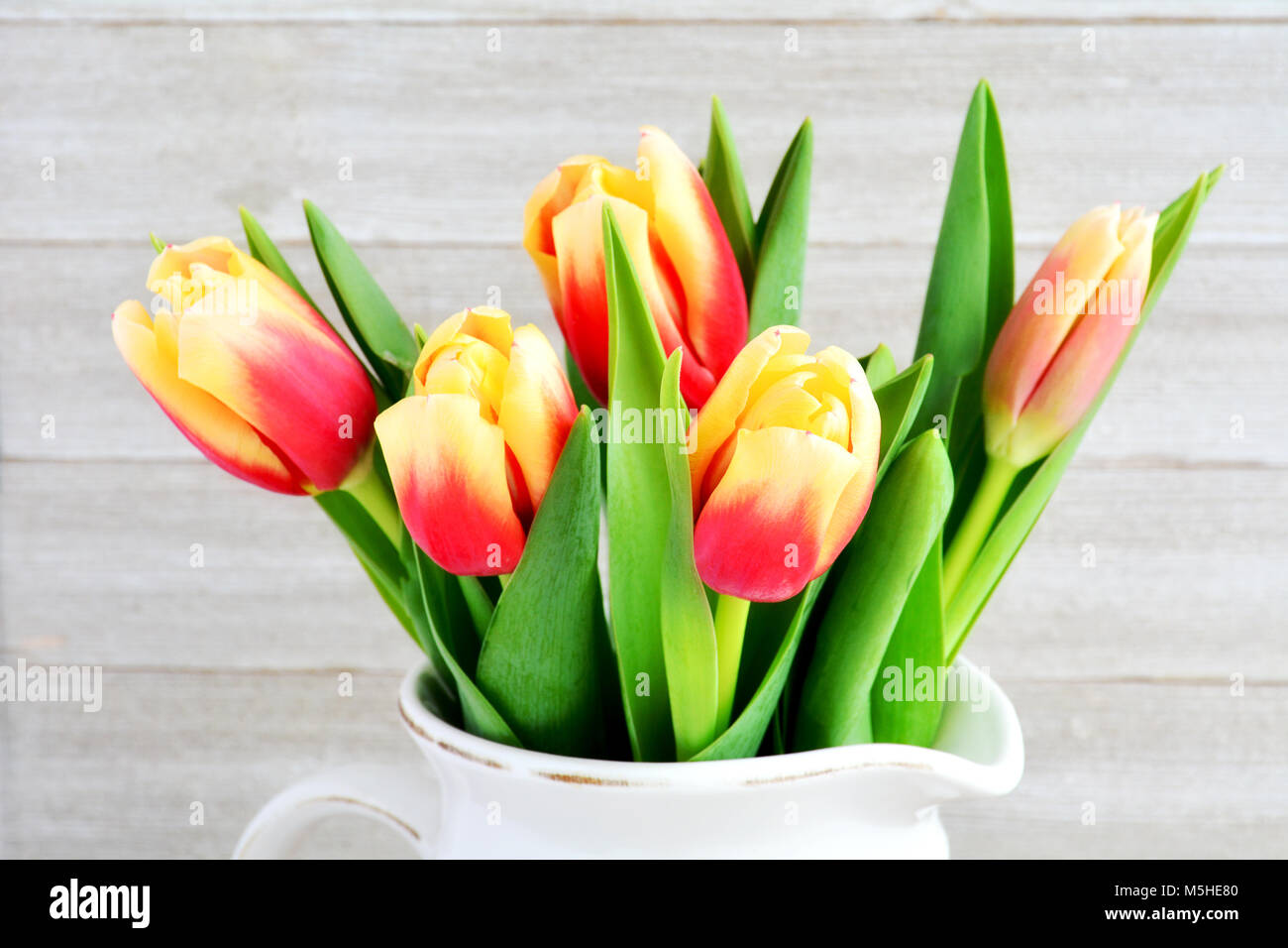 Tulipes rouges et jaunes libre en format horizontal et tourné en lumière naturelle Banque D'Images