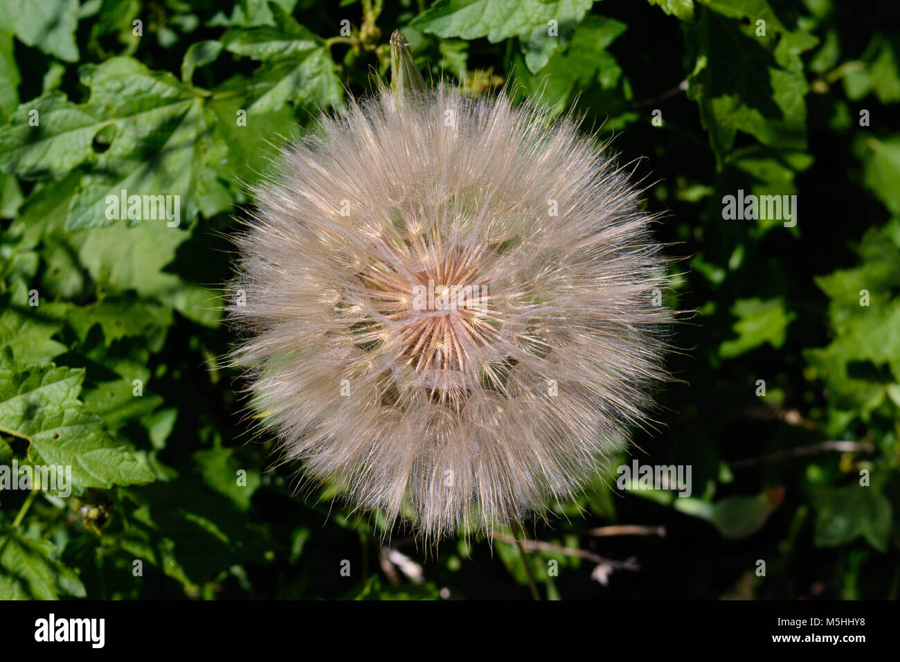 Le pissenlit fait aux semences Banque D'Images