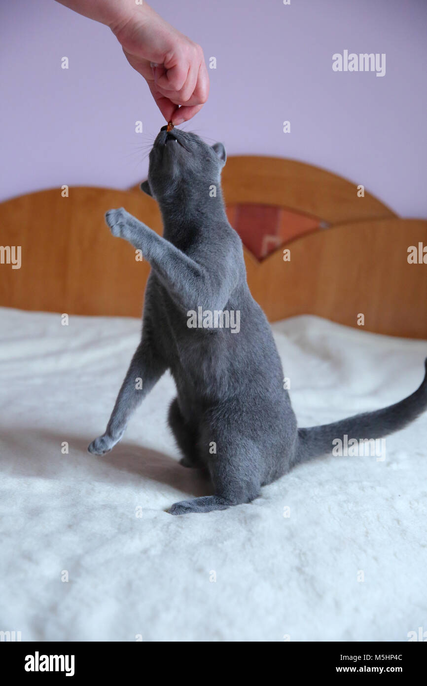 Un beau chat gris avec un pedigree. Banque D'Images