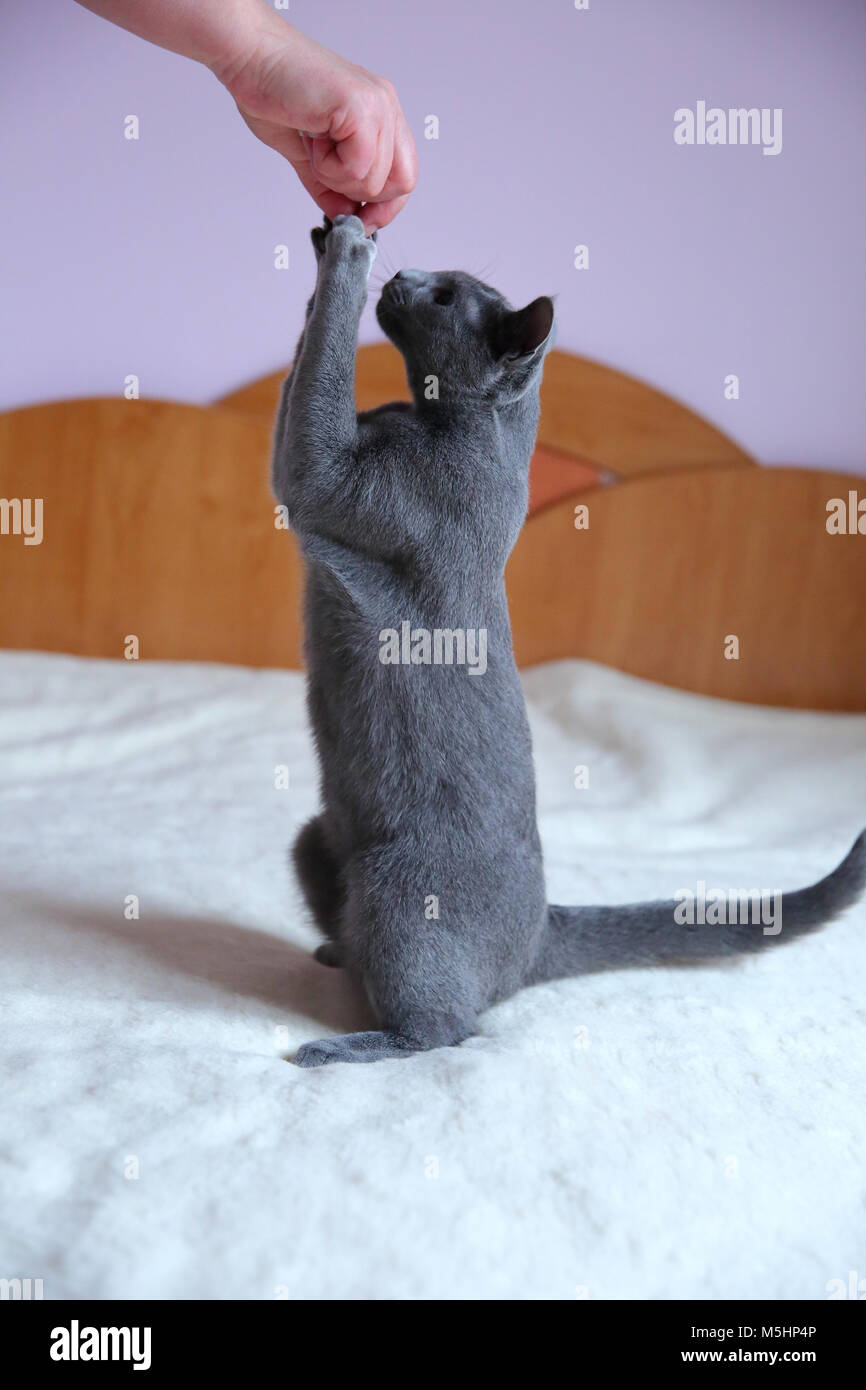 Un beau chat gris avec un pedigree. Banque D'Images