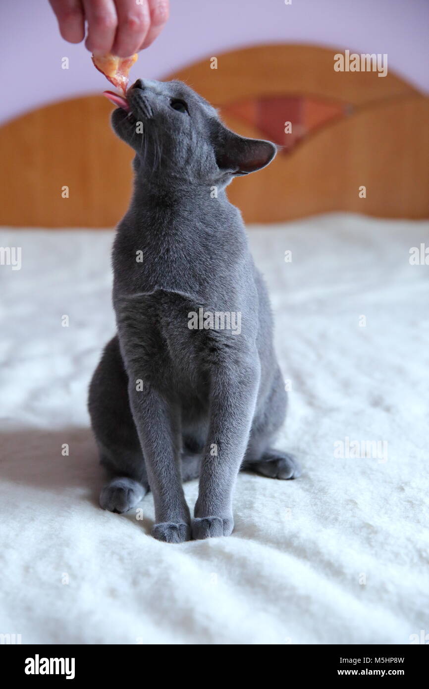 Un beau chat gris avec un pedigree. Banque D'Images