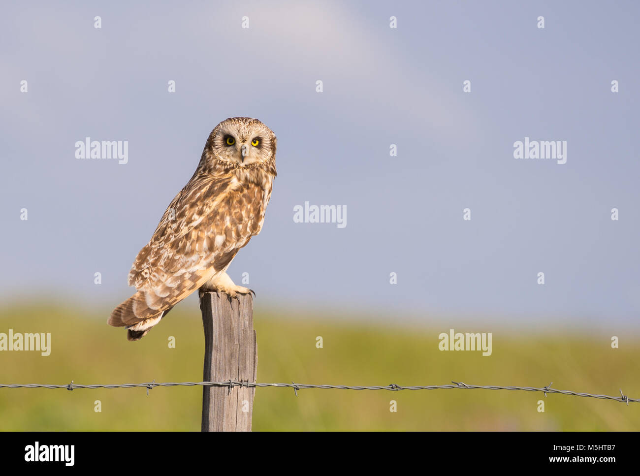 Le hibou des marais (Asio flammeus) perché sur un post en bois avec ciel bleu doux fond d'herbe et Banque D'Images