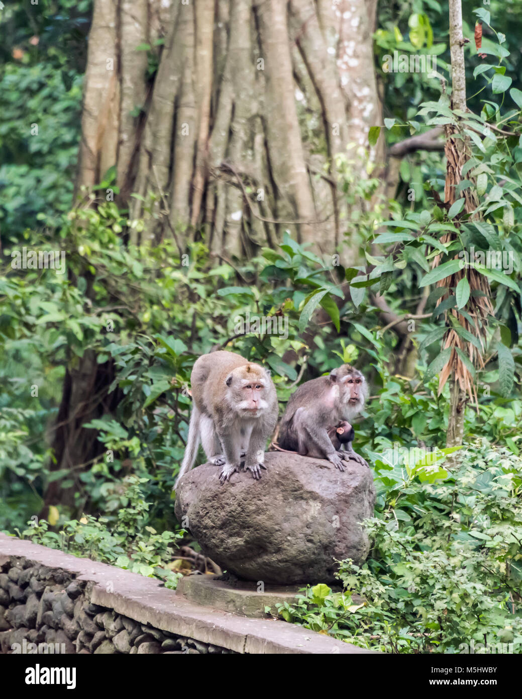 Macaque à longue queue balinais famille (Macaca fascicularis), Monkey Forest, Ubud, Bali Banque D'Images