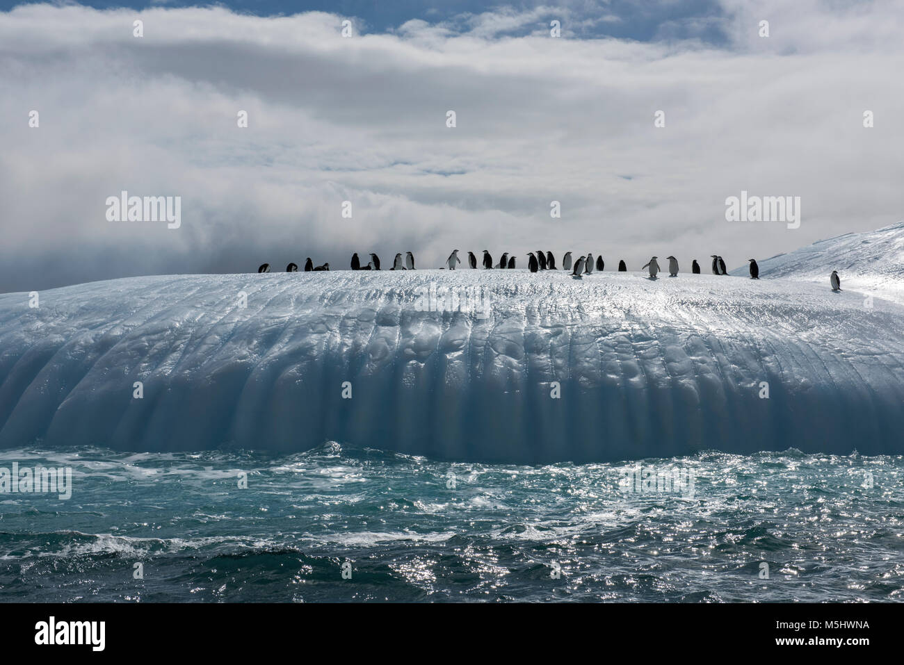 Territoire britannique d'outre-mer, îles Sandwich du Sud, l'Île Saunders. Gamla (Wild : Pygoscelis antarctica) sur l'iceberg. Banque D'Images