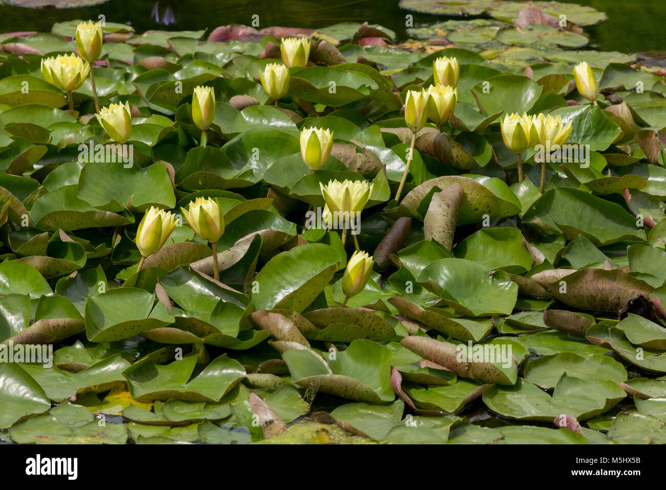 Nymphaea colorés glorieusement plante dans un étang Banque D'Images