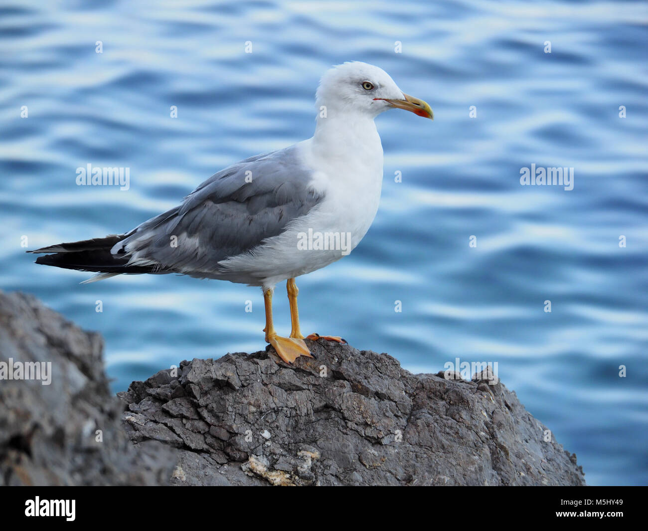 Close-up of a yellow-legged gull Banque D'Images