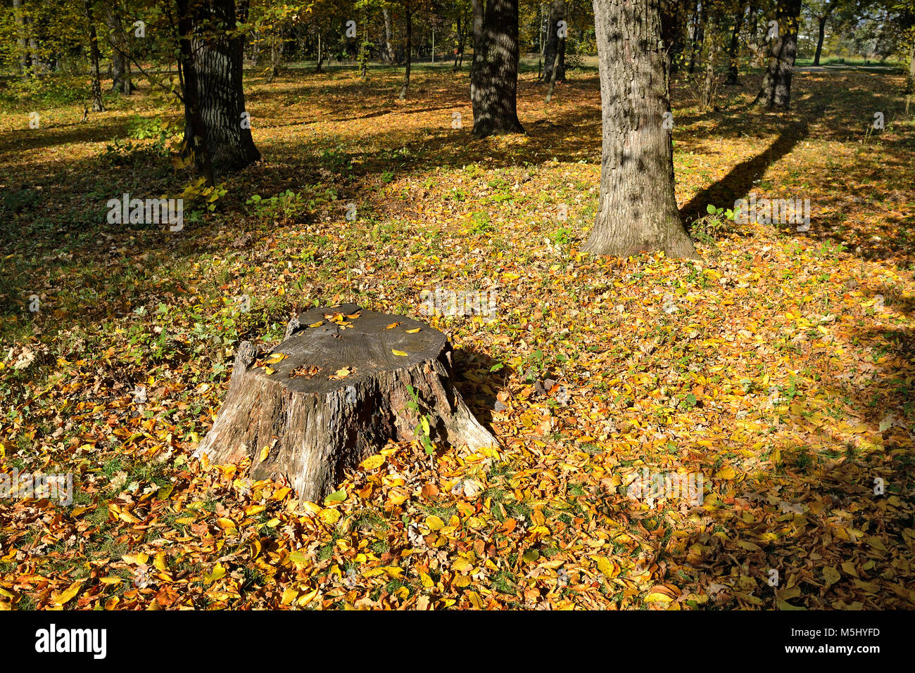 Vieille souche en forêt d'automne. Tombée feuilles jaunes sur le sol. Banque D'Images