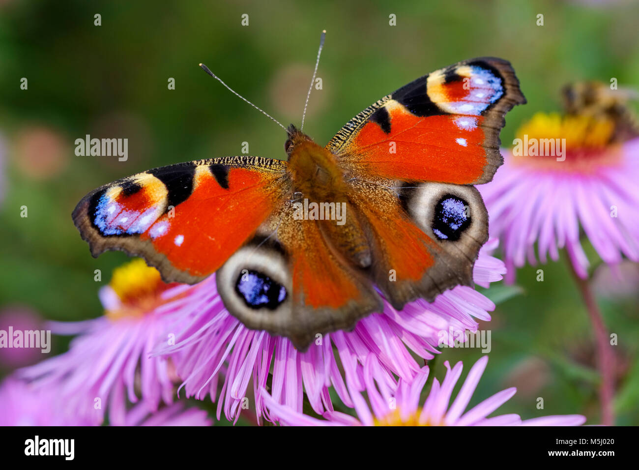 (Pfauenauge Tagpfauenauge, Aglais io) auf Blüte von Aster, Bayern, Deutschland Banque D'Images