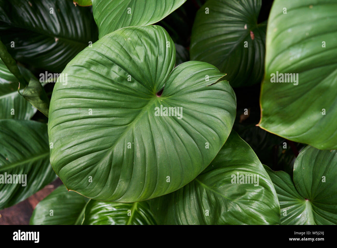 Plante verte Vue de dessus. Banque D'Images