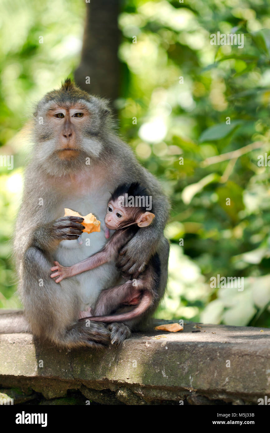 L'INDONÉSIE, Bali, sacrée, forêt des singes macaques à longue queue avec jeune animal Banque D'Images