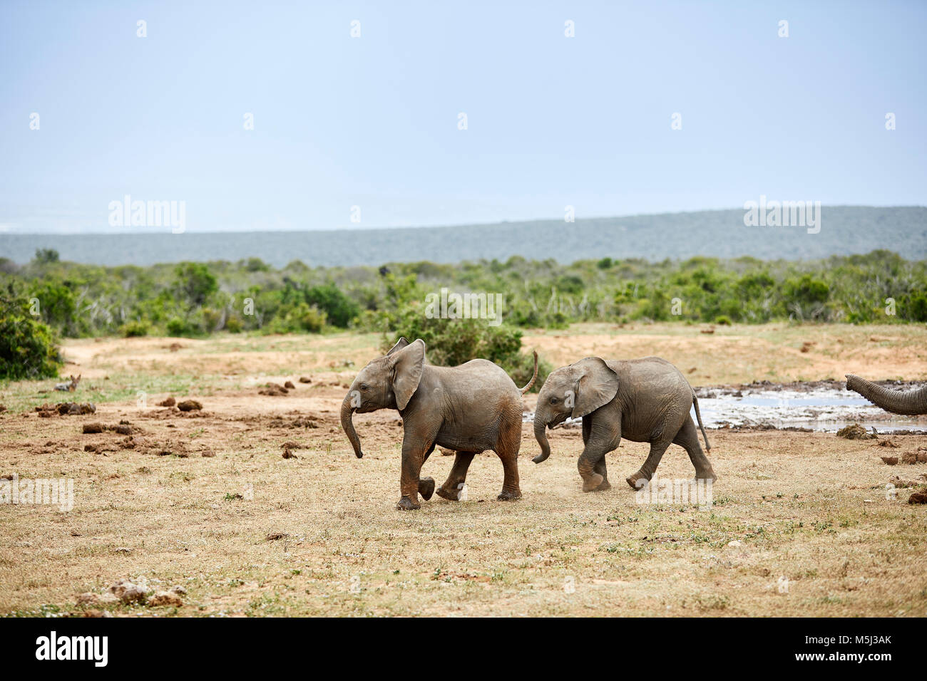 Afrique du Sud, l'Est, Le Cap, l'Addo Elephant National Park, les éléphants d'Afrique, Loxodonta Africana Banque D'Images