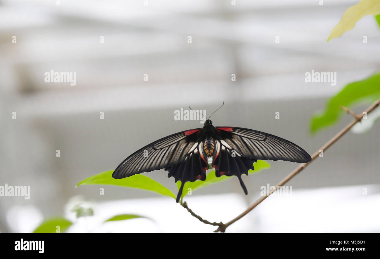 Grand mormon Papilio memnon Banque D'Images