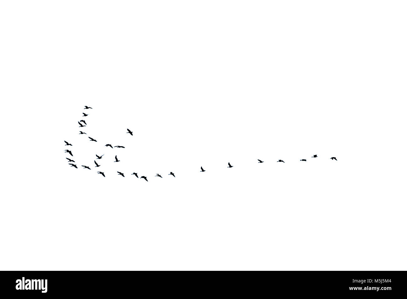 Silhouettes d'un troupeau d'oies en vol sous un ciel blanc monochrome. Banque D'Images