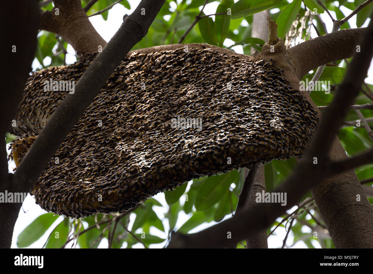La pendaison de l'essaim d'abeilles sur l'arbre Banque D'Images