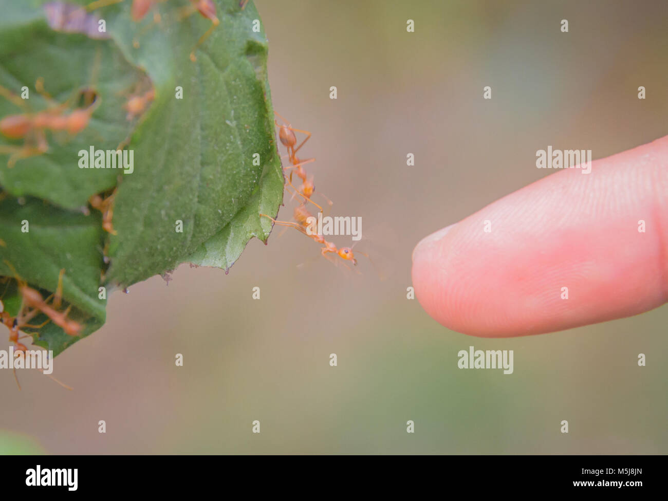 (Oecophylla smaragdina Red Ant Ant) , l'article, l'action d'ant Banque D'Images