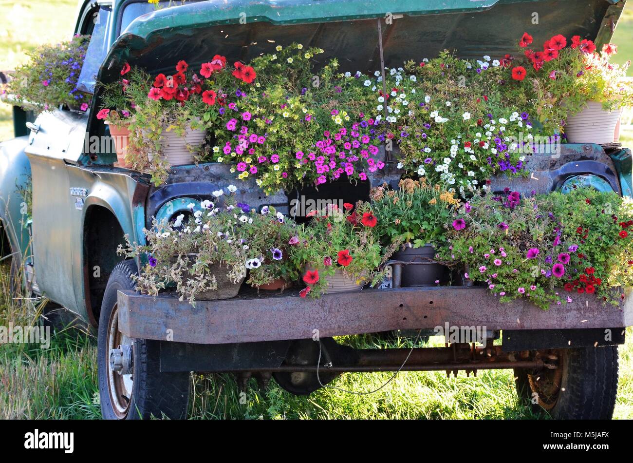 Un vieux camion abandonné avec une belle disposition de pot fleurs sous le capot Banque D'Images