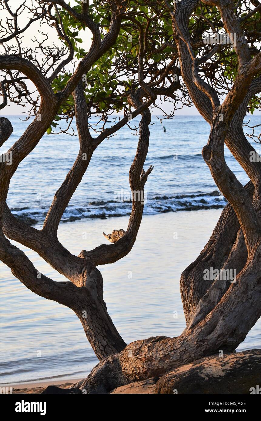 Un arbre tordu tropical hawaïen empêtré, se trouve à proximité des rives de l'océan Banque D'Images