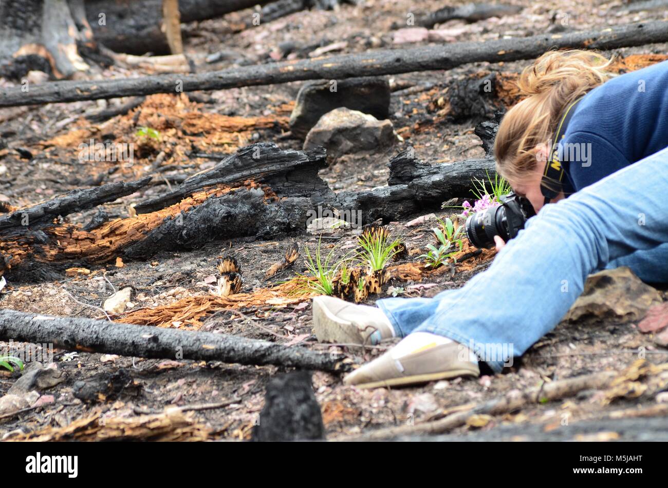 Une vue de côté d'une personne, en prenant une photo gros plan de la nouvelle croissance revenant à la vie après un incendie de forêt est passé par la zone Banque D'Images