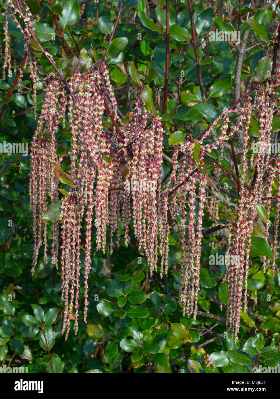 Garrya issaquahensis 'Glasnevin' Vin Hiver à Bressingham gardens Norfolk Banque D'Images