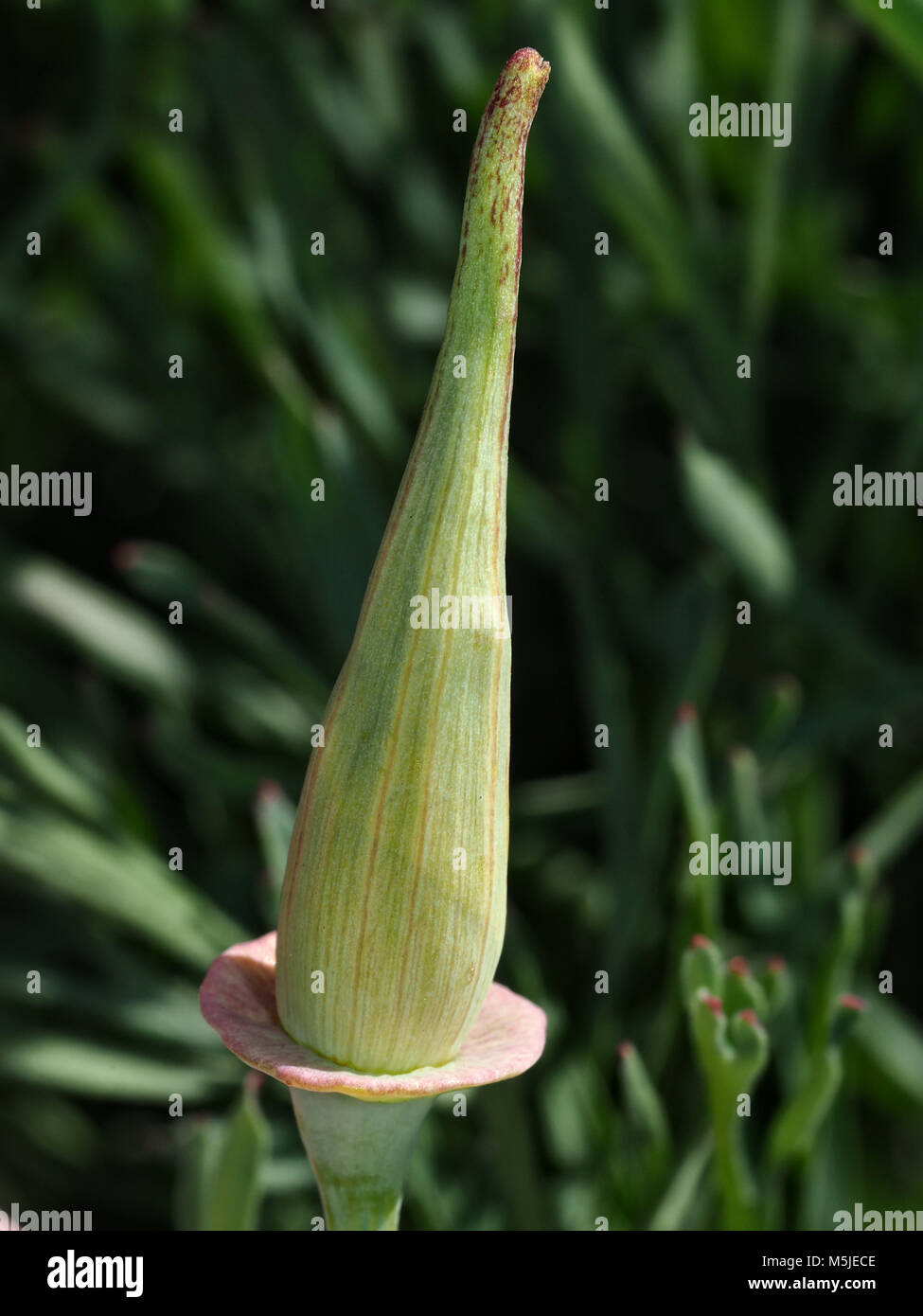 Pavot de Californie (Eschscholzia californica) développer flower close-up Banque D'Images