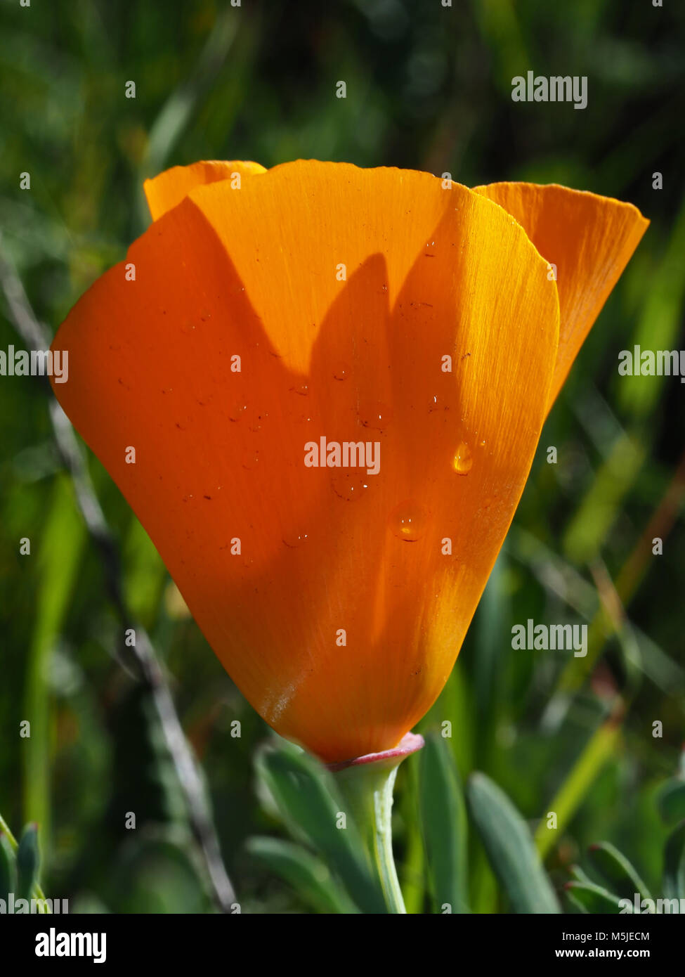 Pavot de Californie (Eschscholzia californica) fleur - fleur de l'état de Californie Banque D'Images