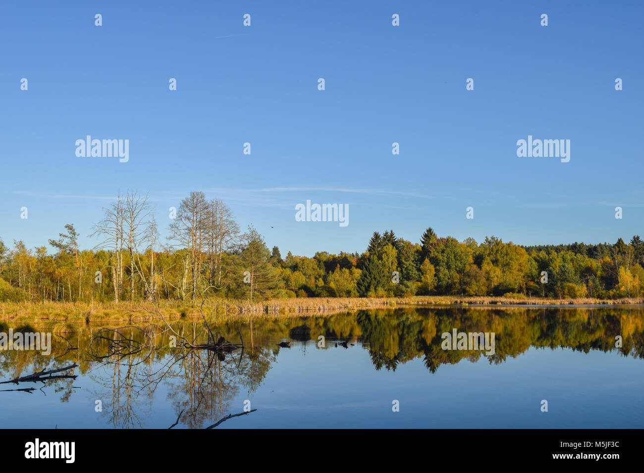 Vue sur un lac dans une réserve naturelle, ciel bleu, arbres en miroir dans l'eau, Schwenninger Moos, Allemagne Banque D'Images