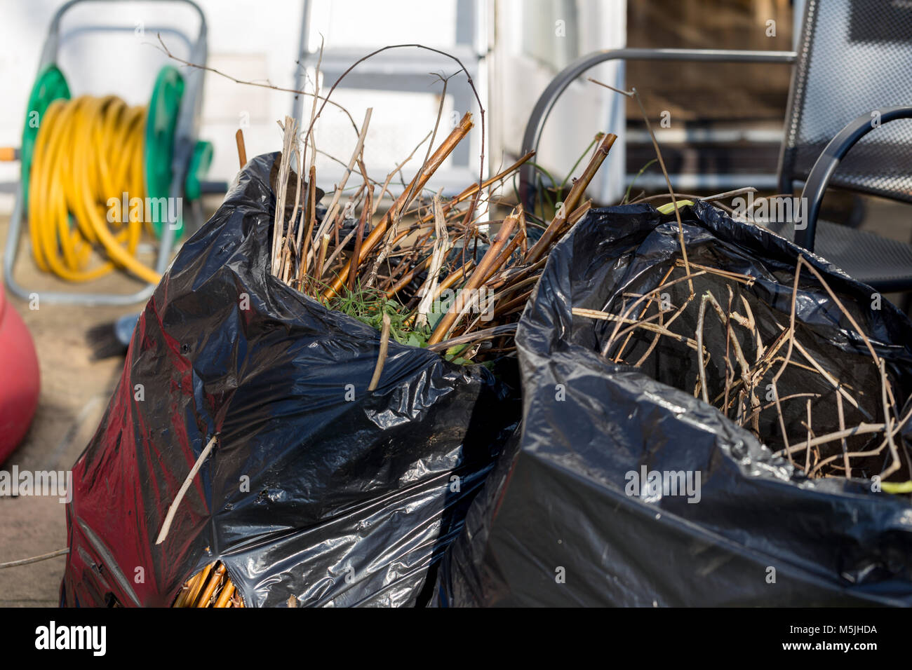 Les déchets de jardin de brindilles et de feuilles dans des sacs en plastique noir Banque D'Images