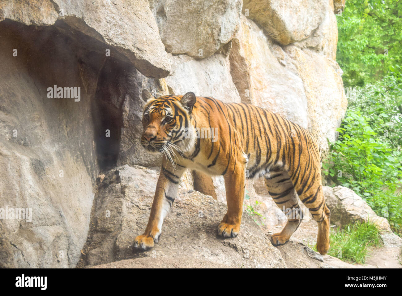 Siberian Tiger walking in front of a rock Banque D'Images