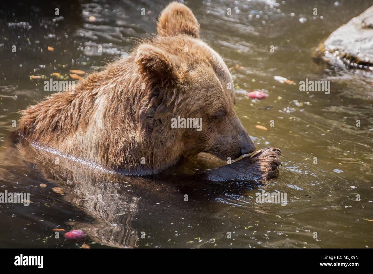 Ours brun dans l'étang Banque D'Images