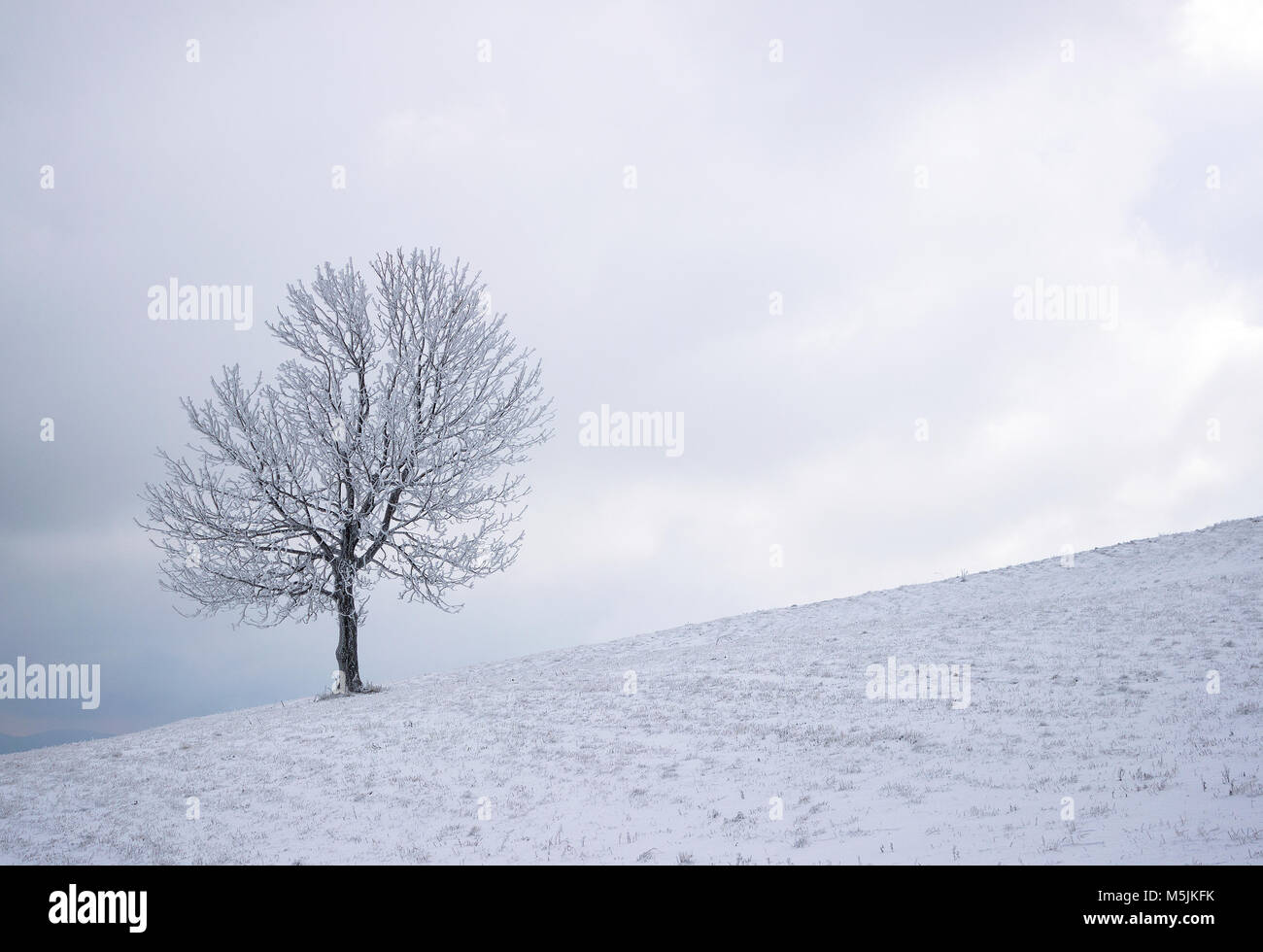 Arbre solitaire sur la colline en hiver Banque D'Images