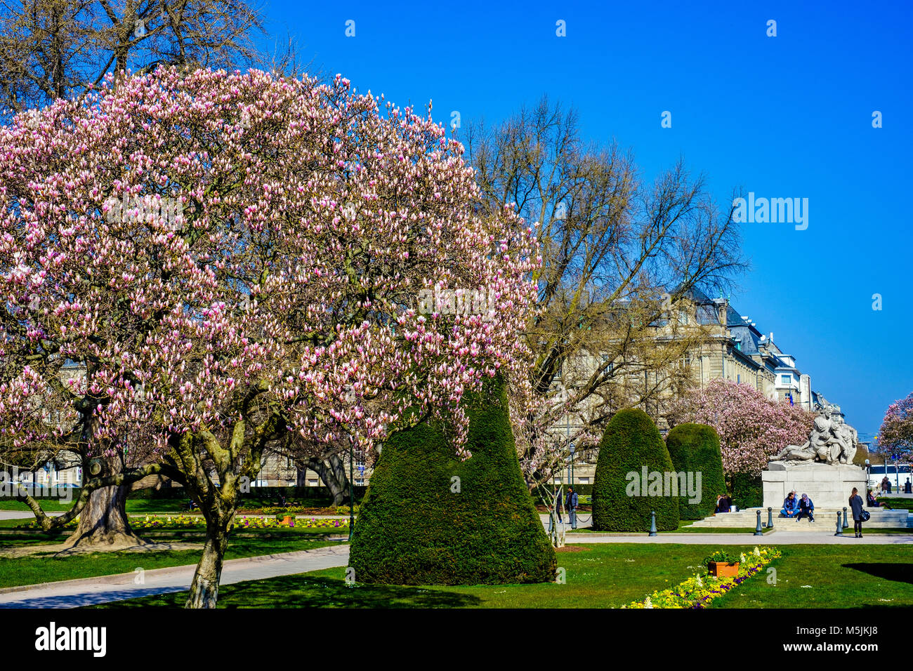 Magnolia fleurs arbres, monument aux morts, Place de la République, quartier Neustadt, Strasbourg, Alsace, France, Europe, Banque D'Images