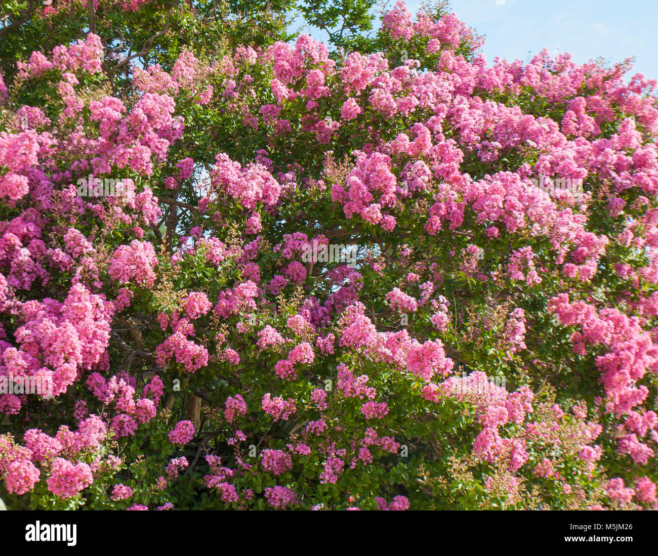 Arbuste des lilas japonais, nom latin Syringa japonica, de couleur rose  Photo Stock - Alamy