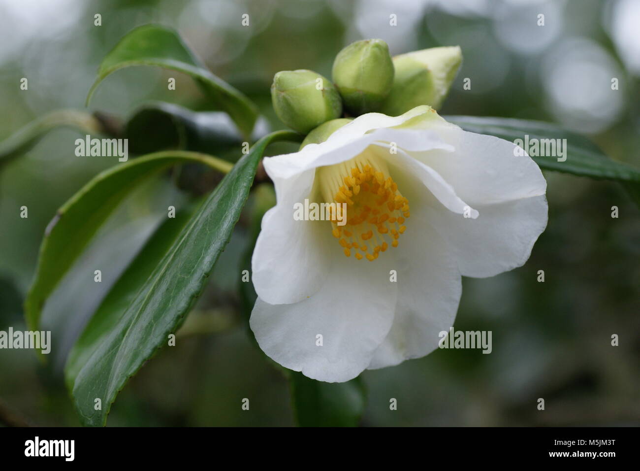Camélia à fleurs blanches Banque D'Images