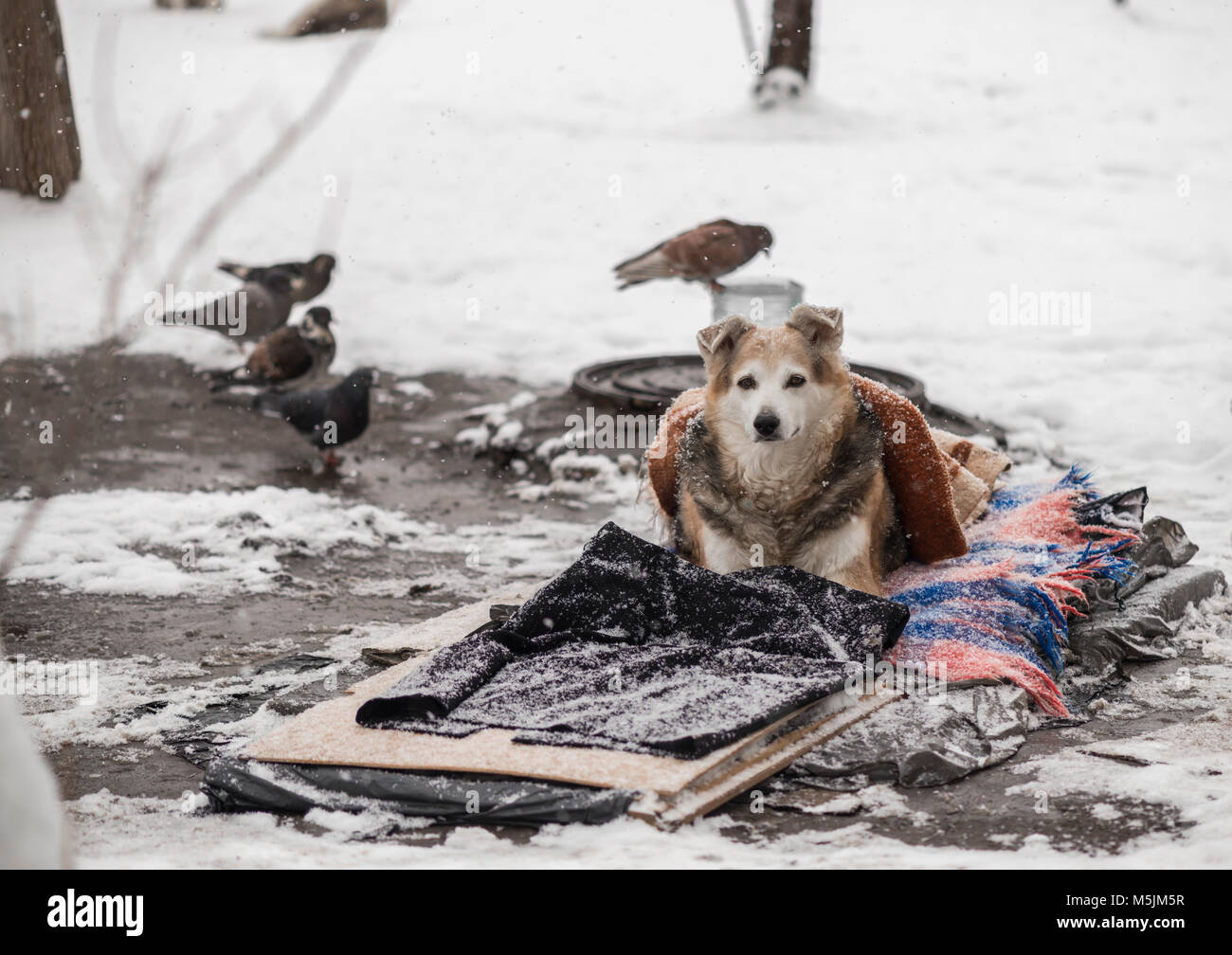 Un chien sans abri se trouve sur la neige sous une couverture. Soin des animaux sans-abri. Banque D'Images