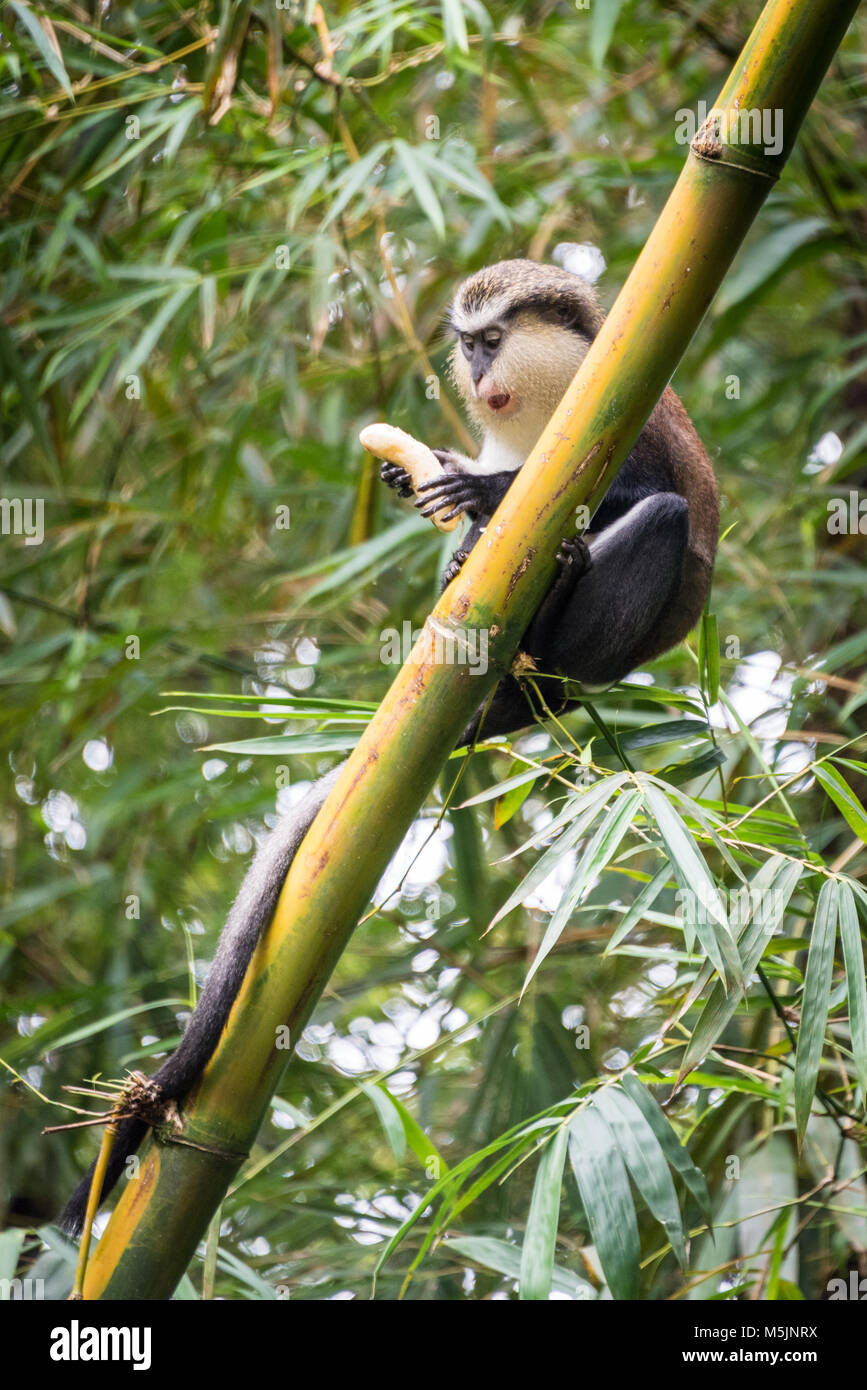 Mona Monkey le bambou (Cercopithecus campbelli), Grenade, Caraïbes Banque D'Images