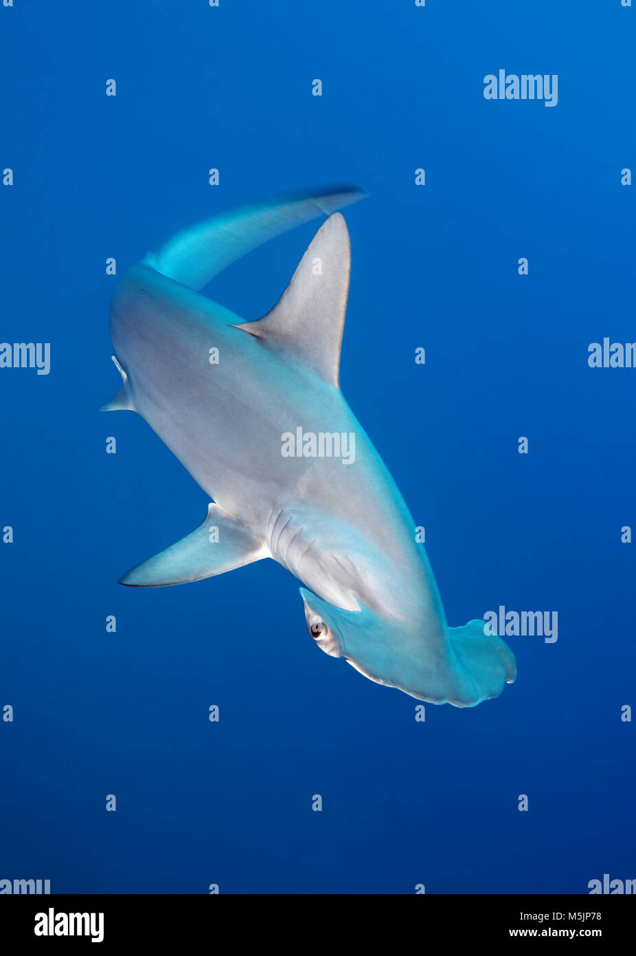 Requin marteau halicorne (Sphyrna lewini) nage dans la mer ouverte,Mer Rouge, Egypte Photo Stock