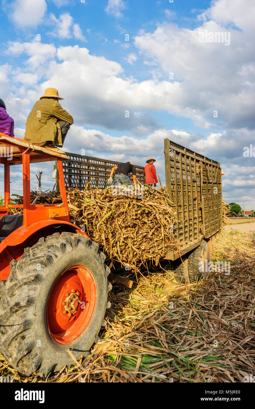 La récolte de canne à sucre dans l'agriculture, Tây Ninh, Vietnam. Matières de l'industrie du sucre Banque D'Images
