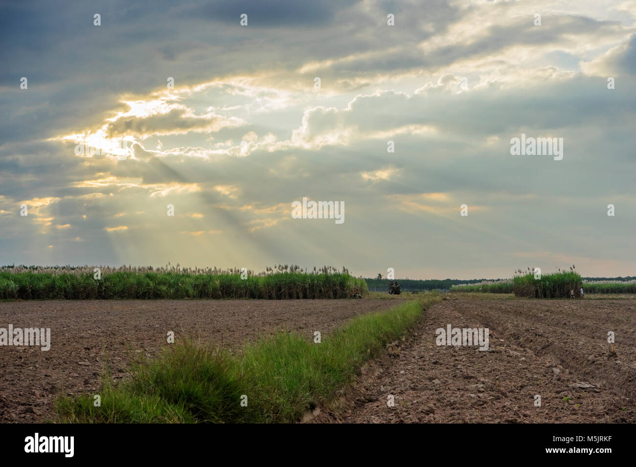 La récolte de canne à sucre dans l'agriculture, Tây Ninh, Vietnam. Matières de l'industrie du sucre Banque D'Images