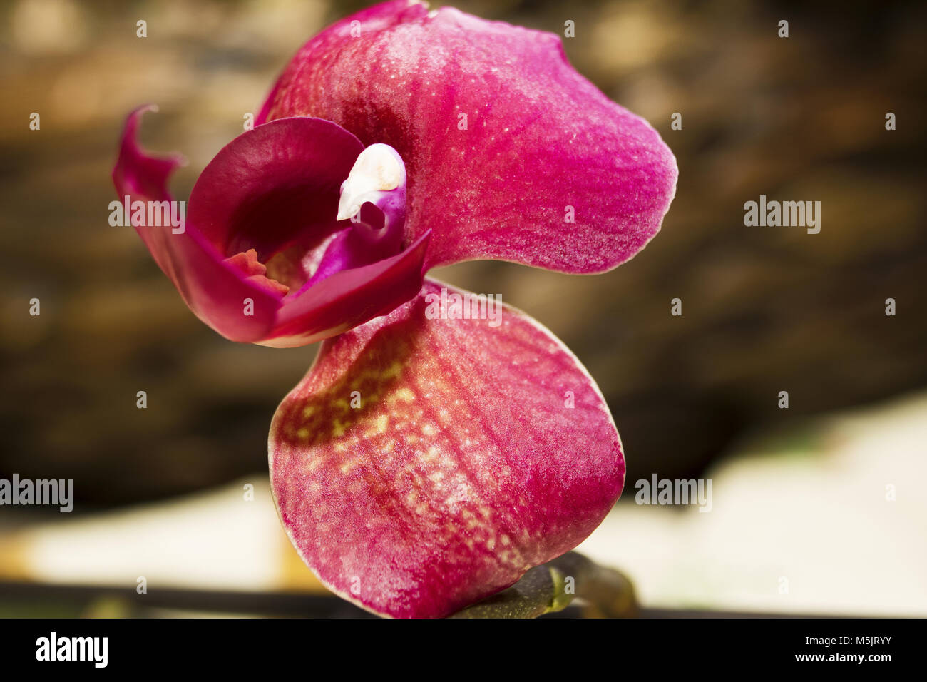 Orchidée fleur macro photo de fleur couleur végétale Banque D'Images