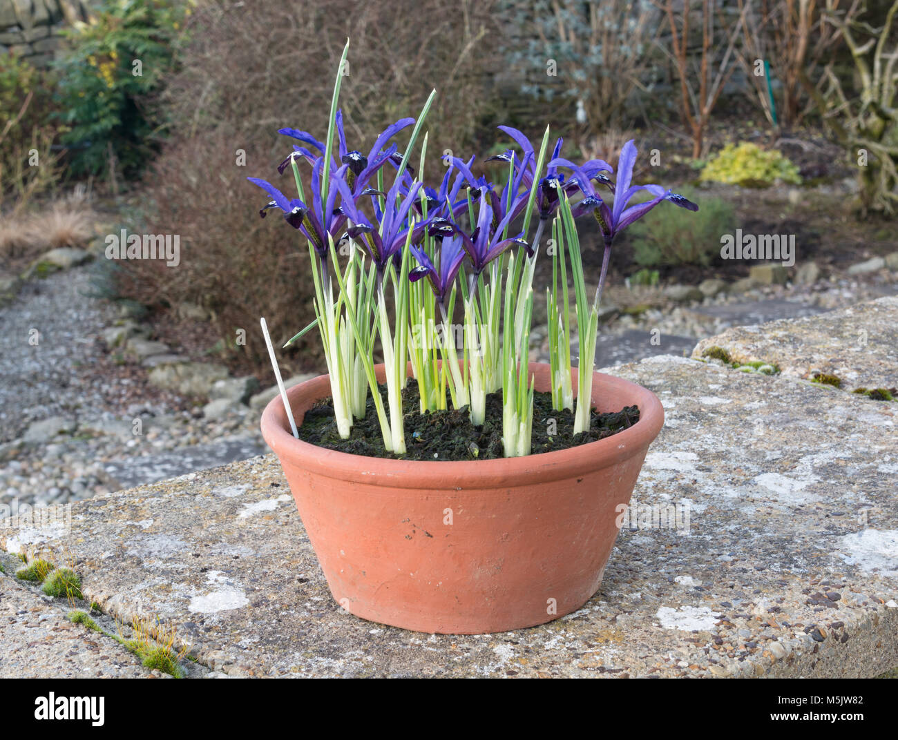 Iris reticulata Blue Note Banque D'Images