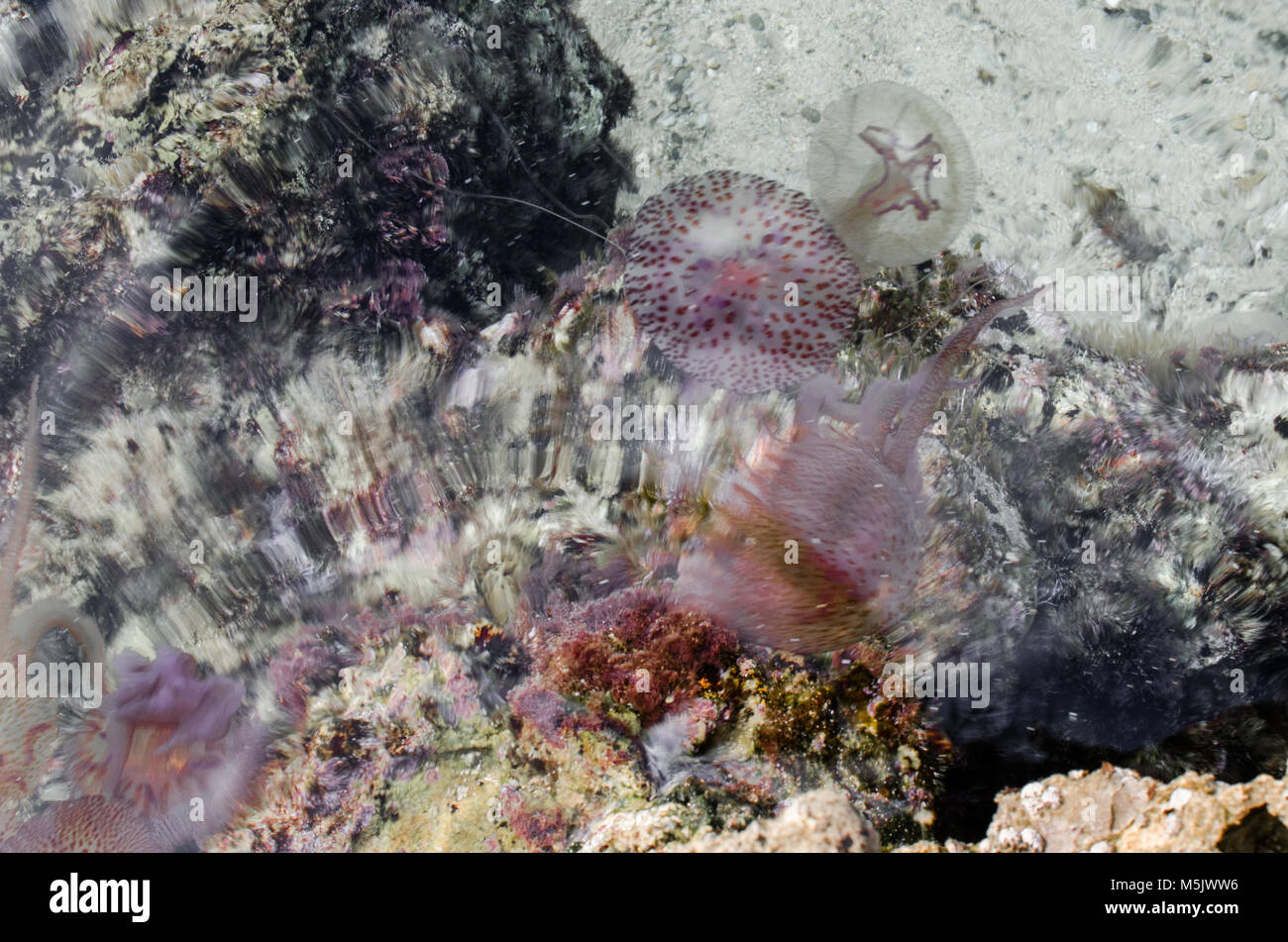 Photo de la mer avec des méduses de dessus de Minorque. Banque D'Images