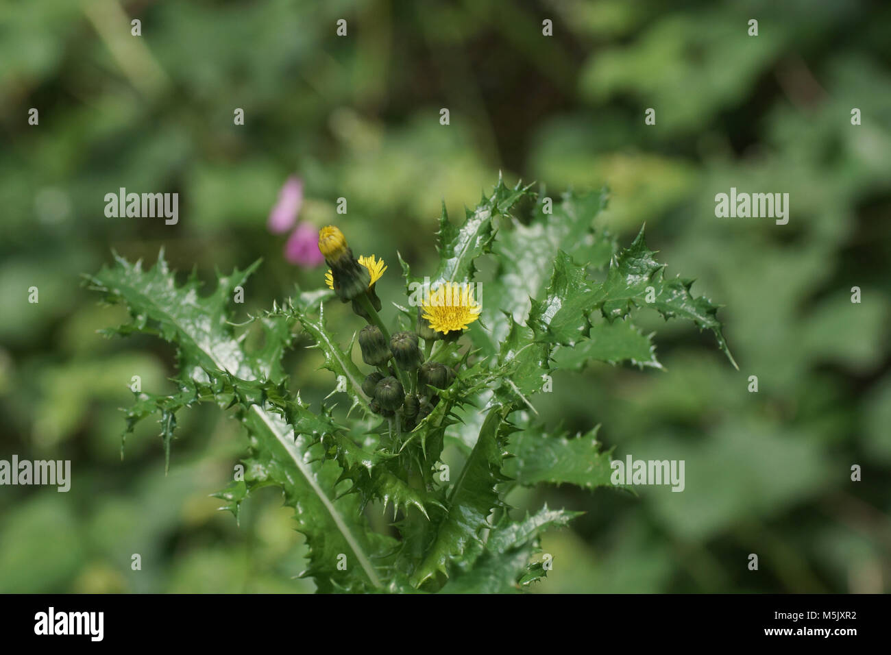 Sonchus asper (le laiteron piquant) Banque D'Images