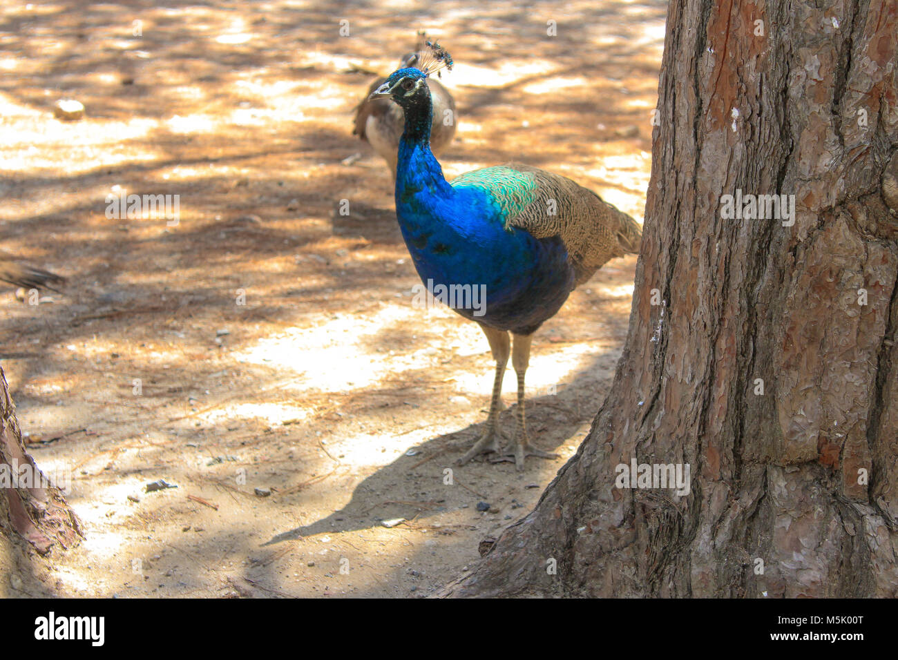 Bebe Paon Banque D Image Et Photos Alamy