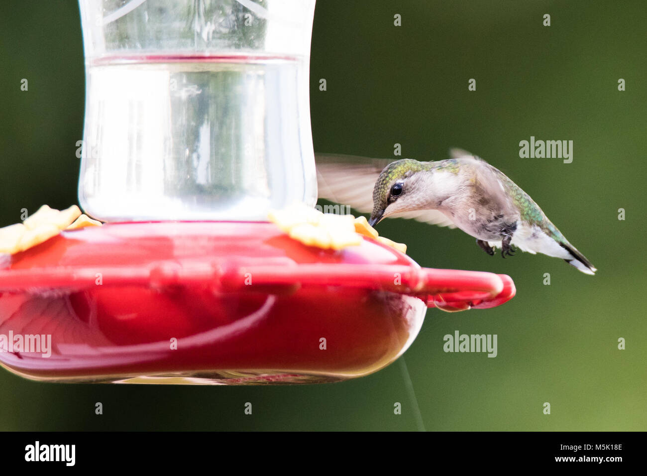 Ruby-Throated belle alimentation Hummingbird en vol. Banque D'Images