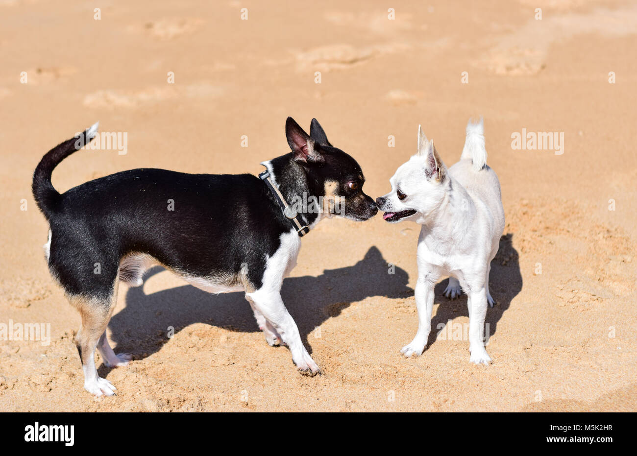 Deux chiens jouant sur la plage Banque D'Images