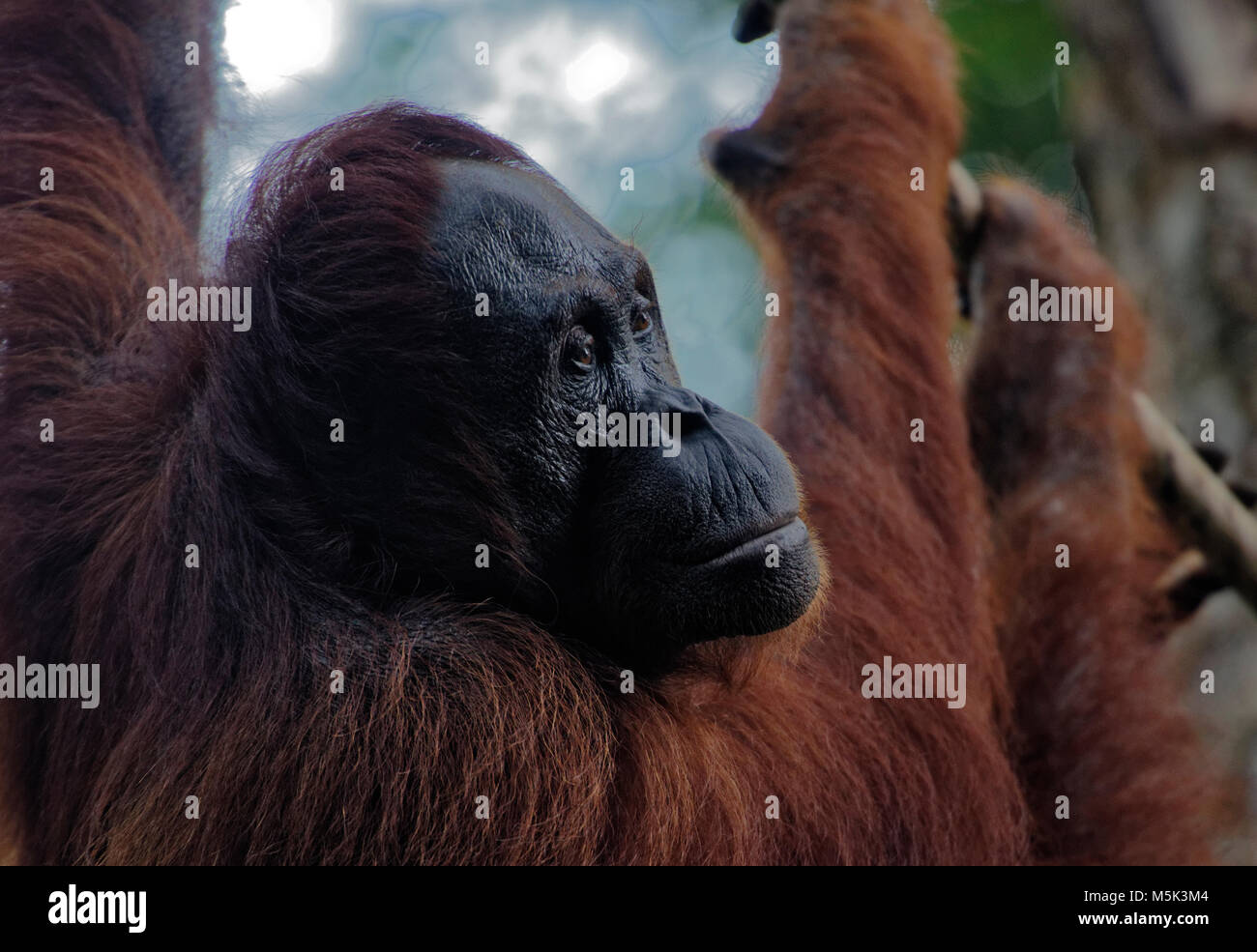 L'orang-outan de Bornéo à Semenggoh Nature Reserve, Kuching, Sarawak, Malaisie, île de Bornéo Banque D'Images