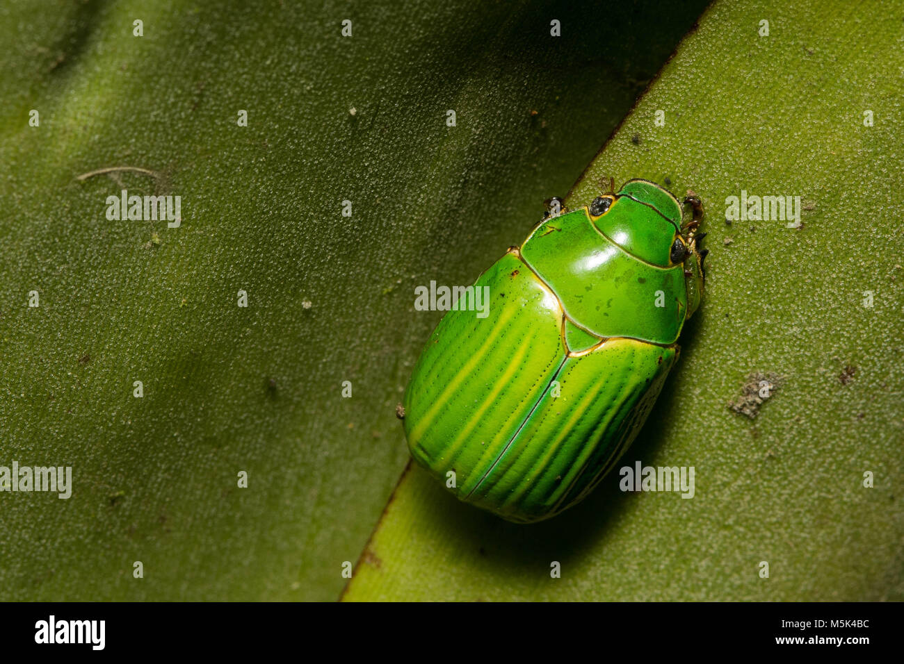 Un beau vert scarabée des Andes de l'Équateur. Banque D'Images