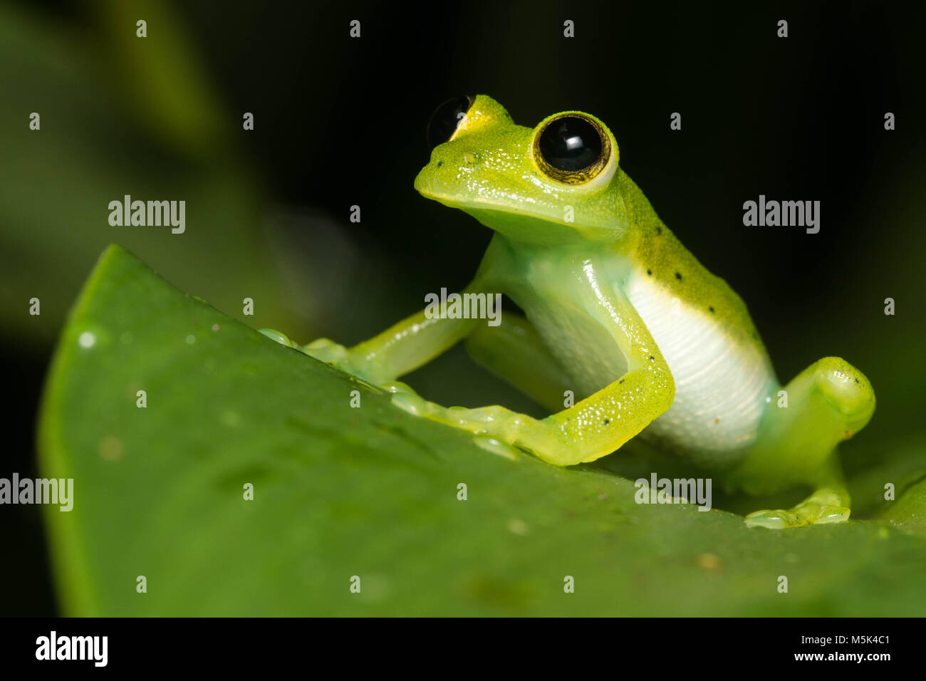 L'Espdarana prosoblepon (grenouille de verre) de l'Équateur. Banque D'Images